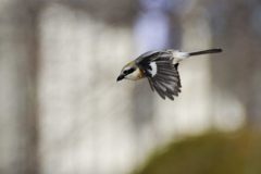 飛び出し　２　DSC_8125