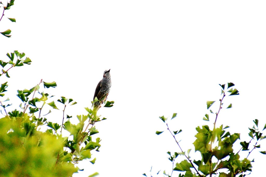 ヒヨドリ　　DSC_4802