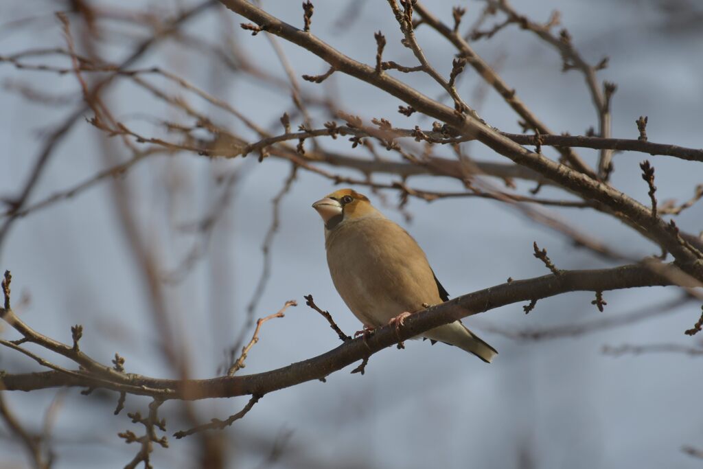 シメ　　DSC_5204