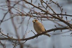シメ　　DSC_5204