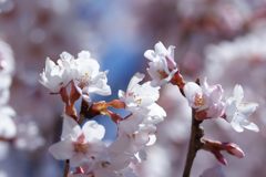 堤防の桜　DSC_3836