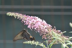 クロアゲハ 　DSC_6030