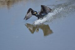 カワウの着水　DSC_7658