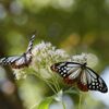 アサギマダラ　　DSC_1452