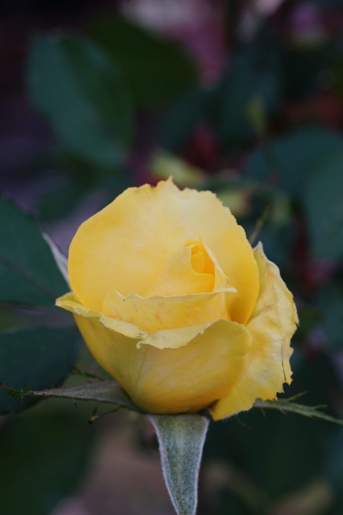 試し撮り３　　DSC02911