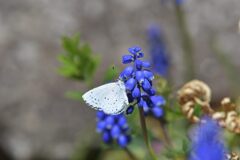 ムスカリに遊ぶ　　DSC_8804