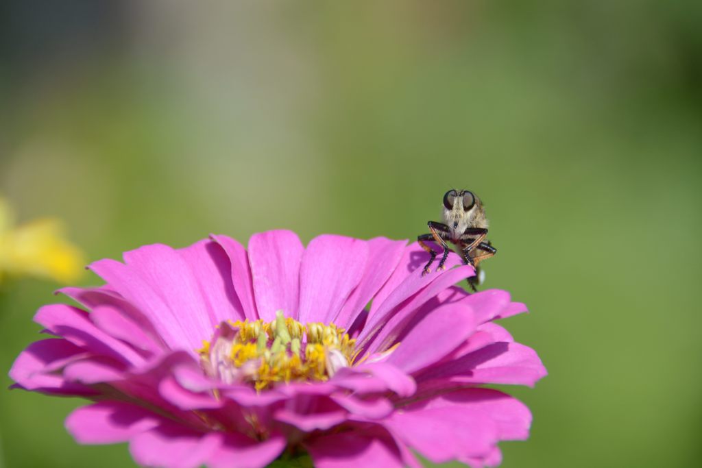 ワシも撮ってくれ　DSC_2886