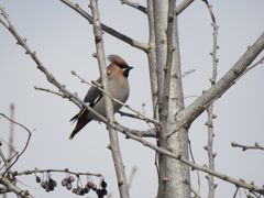 キレンジャク　DSCN3928