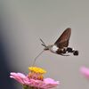 ホシホウジャク   2　　　DSC_3080