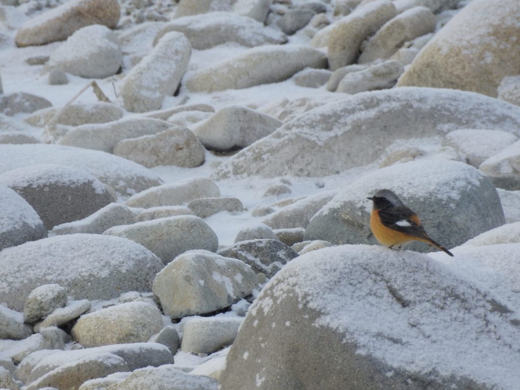 危ないよ・・・　DSCN2500