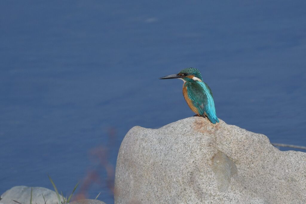 カワセミ　　DSC_4289