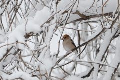 昼前は雪降りで　 DSC_4514