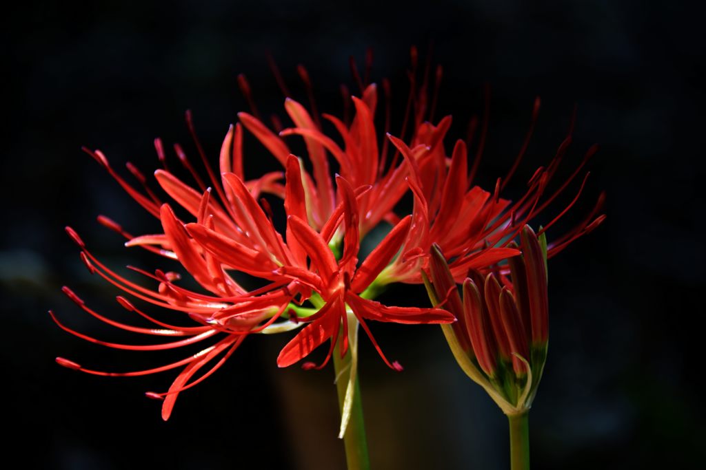 開花　DSC_7728