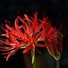 開花　DSC_7728