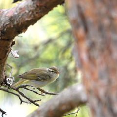センダイムシクイさんですか？　DSC_2994