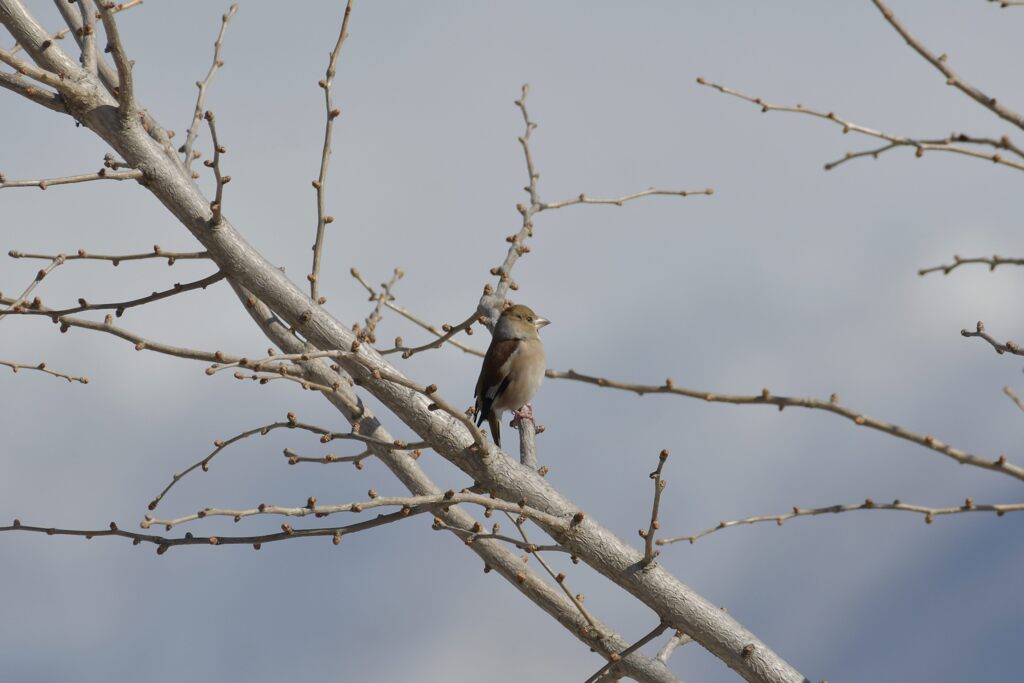 シメ　　DSC_3595