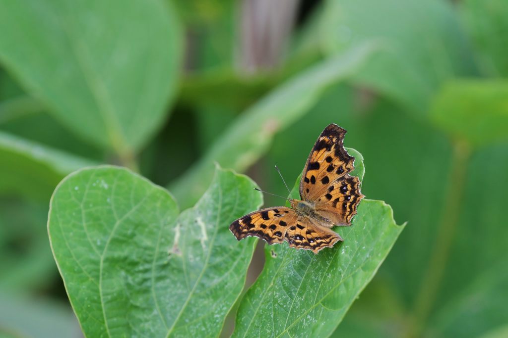 川原のキタテハ　DSC_7560