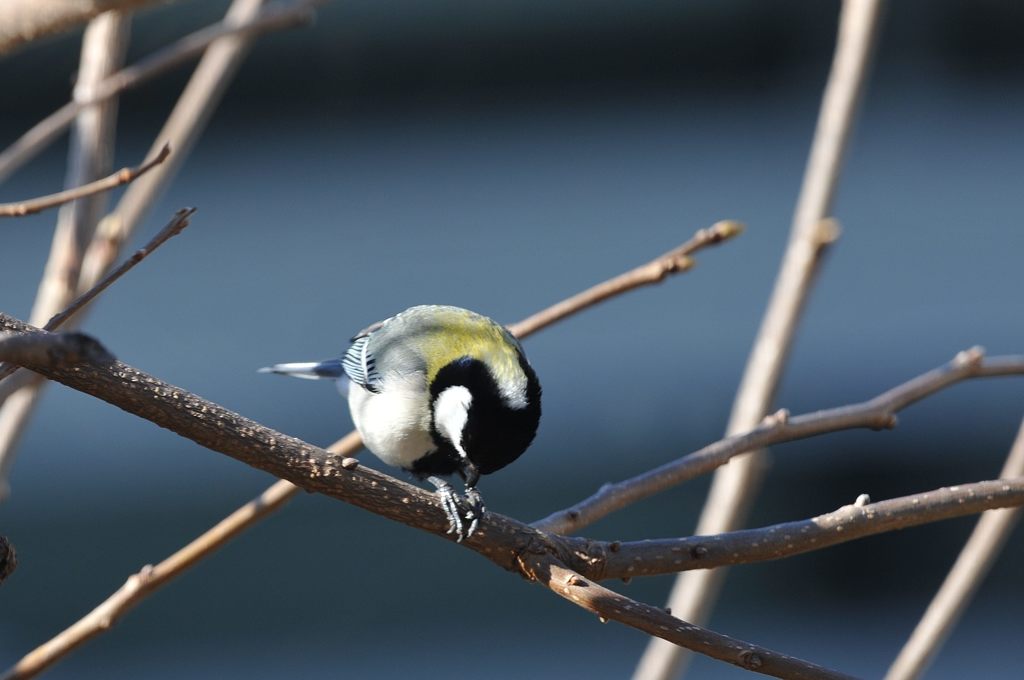 お早うございます　　DSC_1995