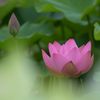 ハス　１　DSC_6097