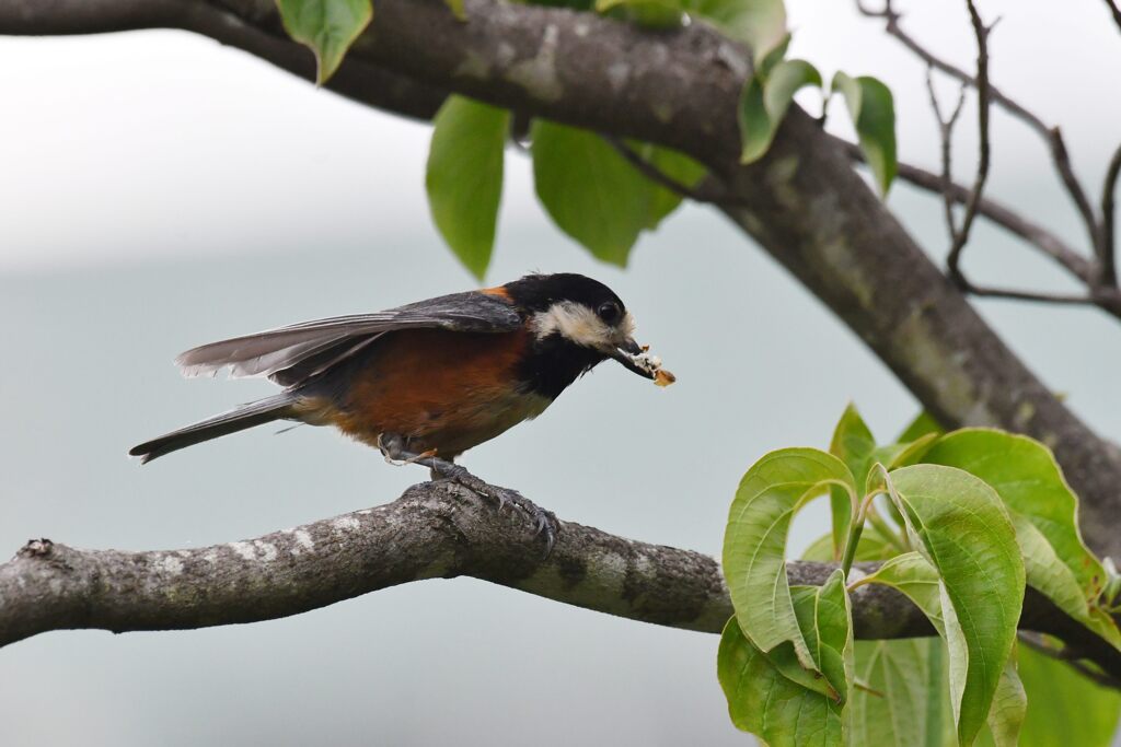 ヤマガラ　２　　　DSC_9622