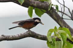 ヤマガラ　２　　　DSC_9622
