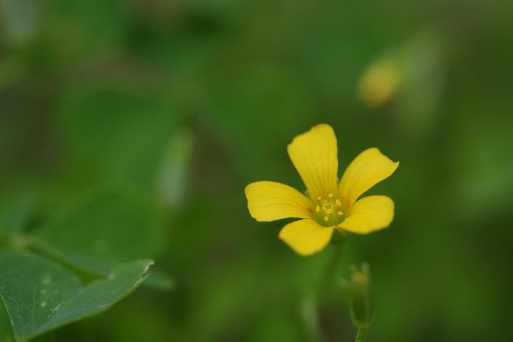 カタバミ　DSC_5652