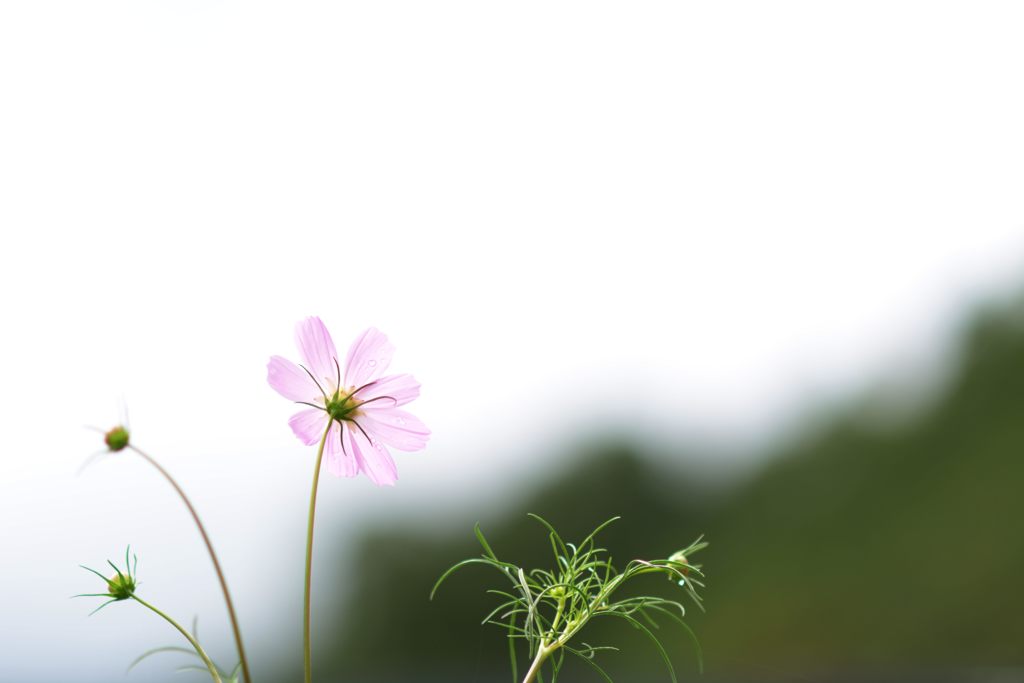 曇天を仰ぐ　DSC_3440