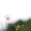 曇天を仰ぐ　DSC_3440