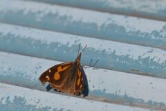 テングチョウ　　DSC_9792
