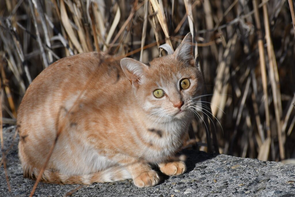 川原の猫　　　DSC_6563