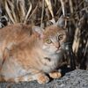 川原の猫　　　DSC_6563