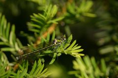 緑輝いて　DSC_3998