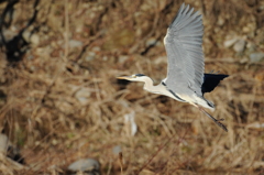 ドヤ顔　　　DSC_0823