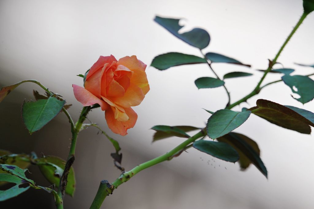 晩夏　DSC_6490