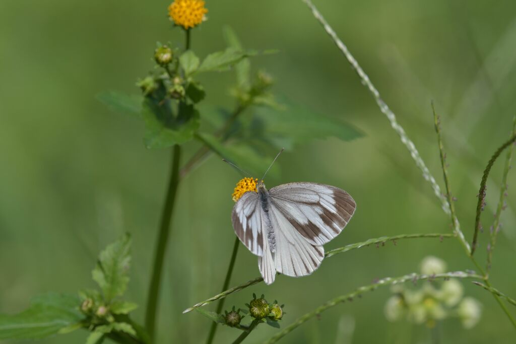 野の花にスジグロシロチョウ　　DSC_8014