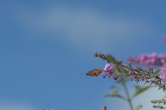 フワッと青空に　DSC_3494