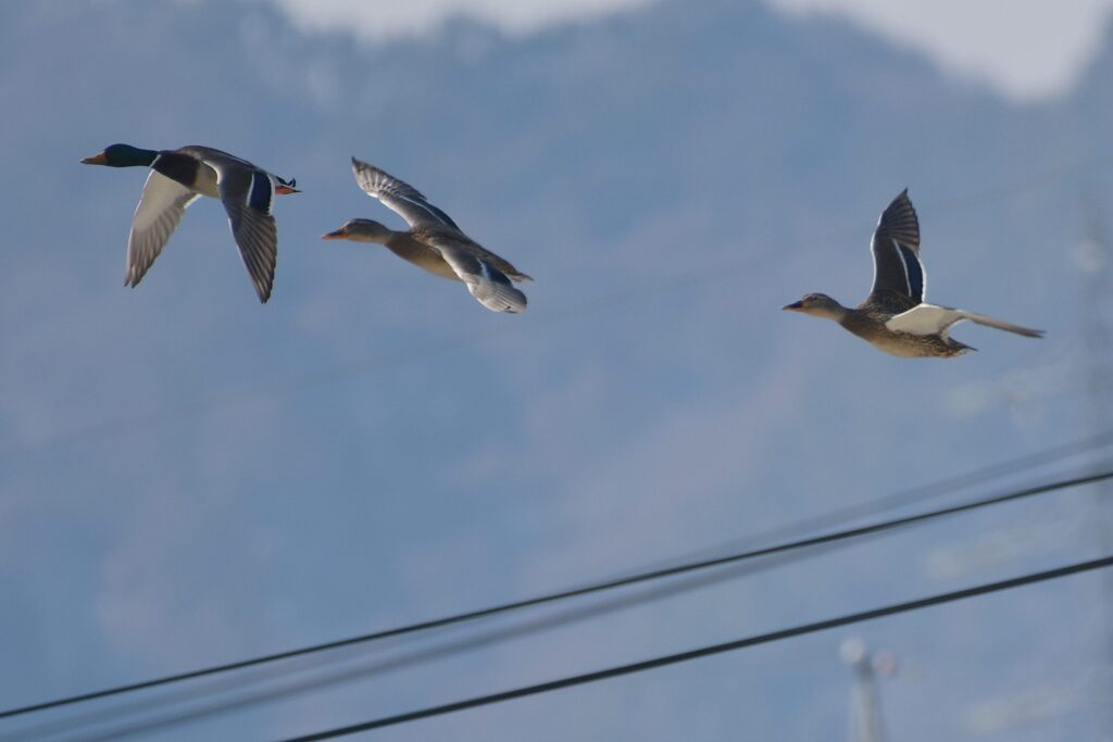 マガモ三羽の舞　　DSC_5315