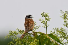 ホオジロ　　DSC_2405