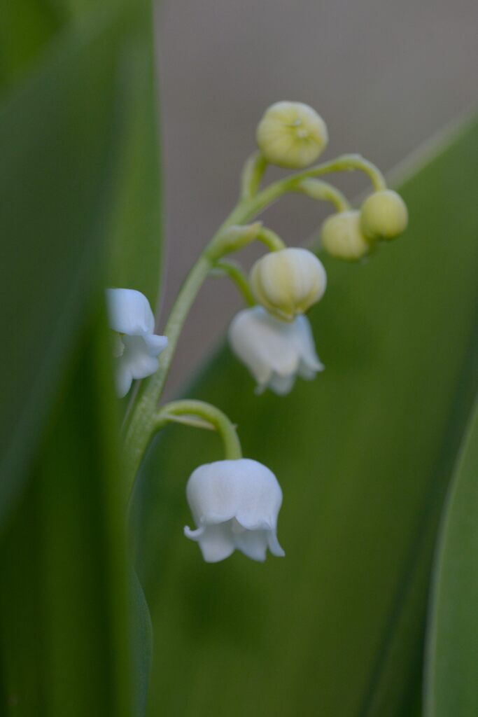 スズラン開花　　DSC_8627