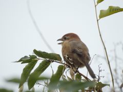 鳴く　DSCN0130