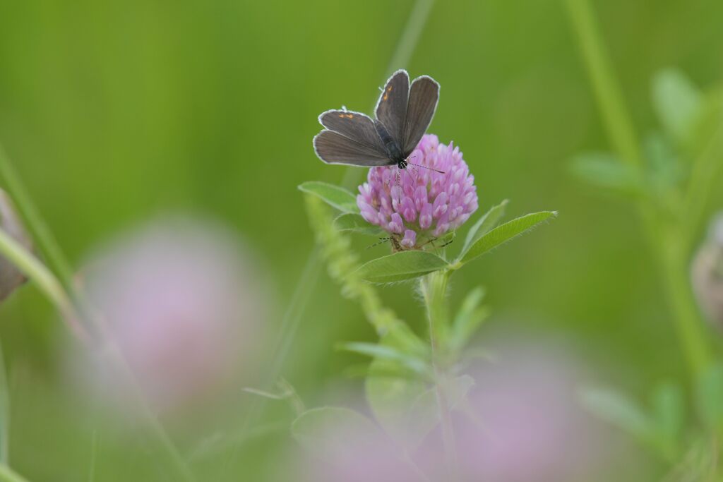 野の花にツバメシジミ　　DSC_5195