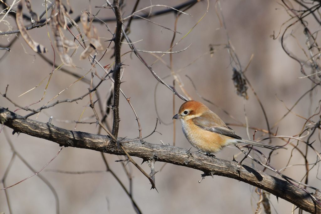 モズ　DSC_4653
