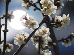 輝く梅の花　　DSCN0330
