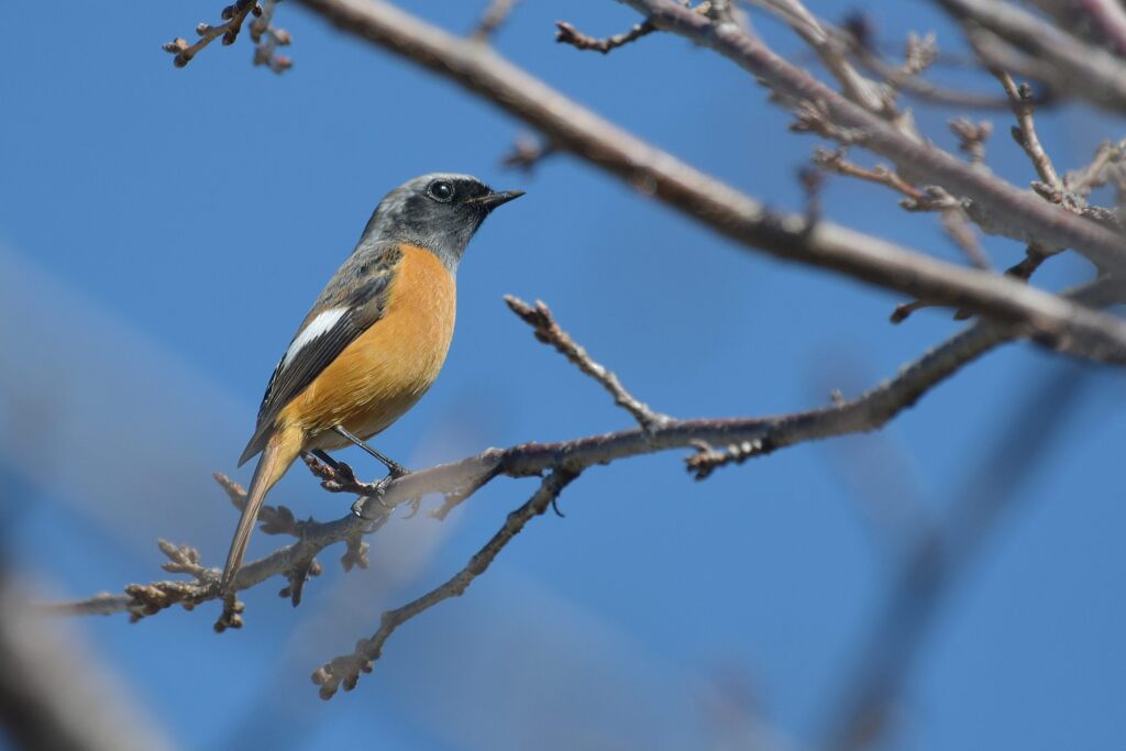 お澄ましジョビくん　　DSC_3433