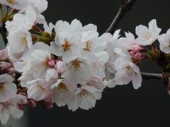 桜咲く　３　DSCN7303