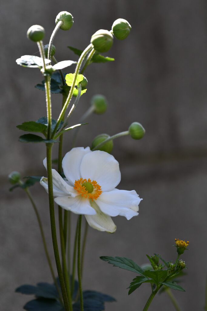 秋明菊　　DSC_3691