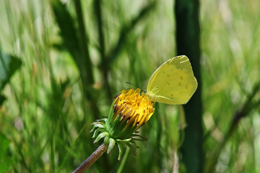 野の花にキタキチョウ　２　　DSC_9210