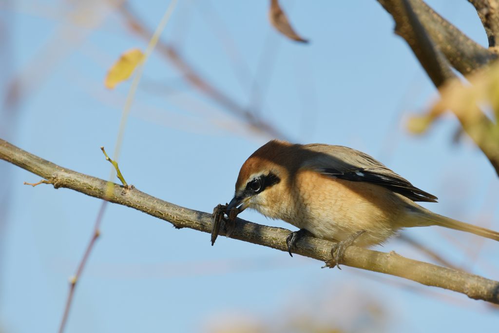 いただきま～す！　DSC_2668