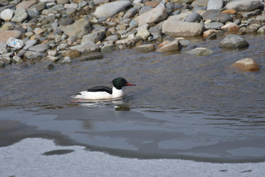 薄氷の川原で　　DSC_8153