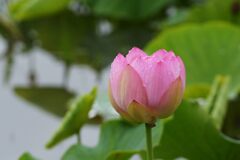 雨上がりの信濃国分寺蓮園　３　DSC_6332